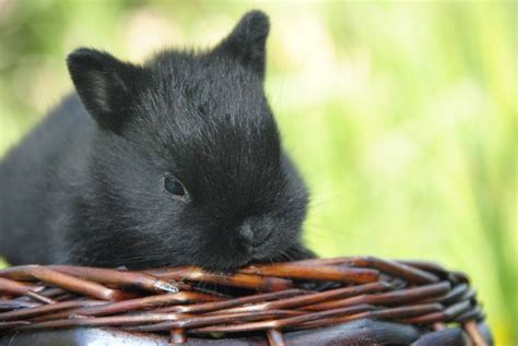 Cucciolo Di Coniglio Nano Nero Allevamento Amatoriale Coniglio Nano