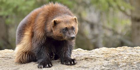 Us Denies Endangered Species Protection For Wolverines Despite
