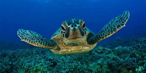 Loggerhead Sea Turtle Caretta Caretta