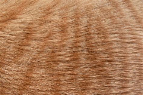 Ginger Cat Fur Texture Background Orange Cat Hair Texture Stock Image