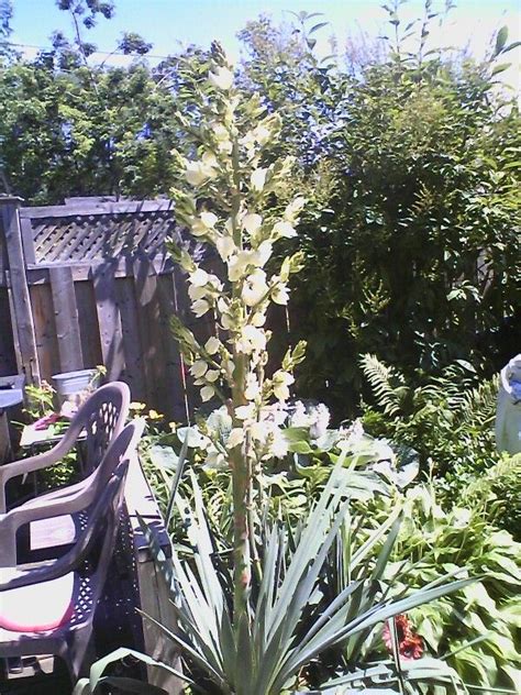 They tolerate soil of any ph and will grow in compacted or poor soil, making them excellent choices for urban environments. Yucca in bloom | Plants, Yucca, Bloom
