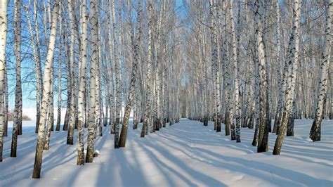 1920x1080 Snow Winter Birches Coolwallpapersme