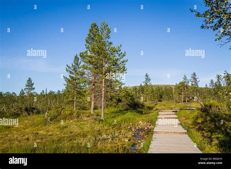 Boardwalk In Urho Kekkonen National Park In Finland It Is One Of The