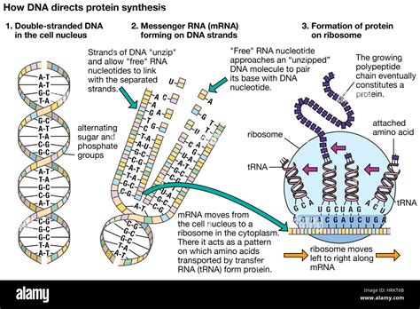 Cómo El Adn Dirige La Genética De Síntesis De Proteínas Fotografías E