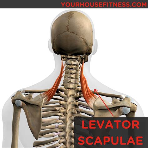 Muscle Breakdown Levator Scapulae