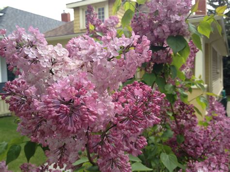 Huge Lilac Blossoms Lilac Blossom Flowering Trees Trees And Shrubs