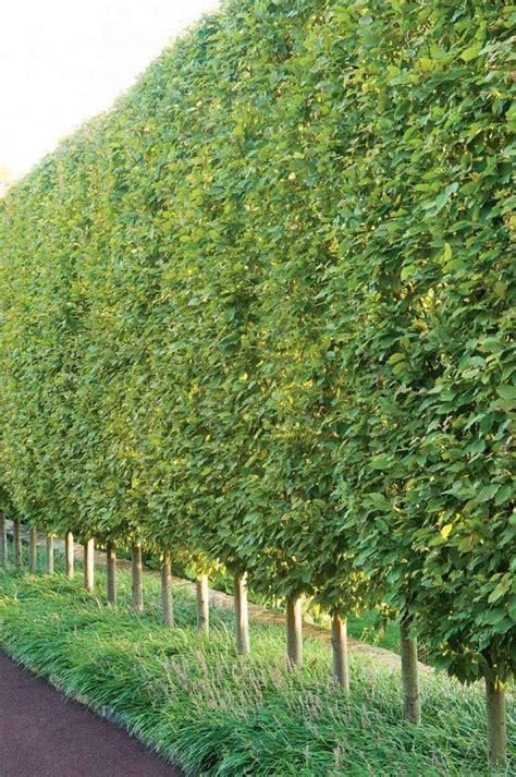 This is a great option to grow for privacy when you live in zones nine through 11. Indian Laurel Fig is a great choice for a larger screening ...