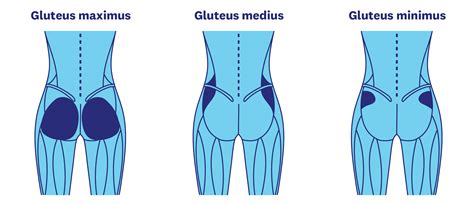 In cultural terms the glutes are often considered to be a symbol of health and strength, and to be aesthetically appealing. Butt Workouts: 15 Exercises for a Better Booty | WW USA