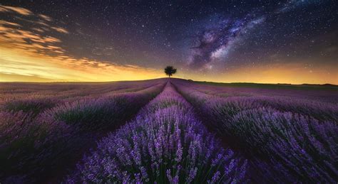 Photography Landscape Nature Lavender Field Flowers Starry Night