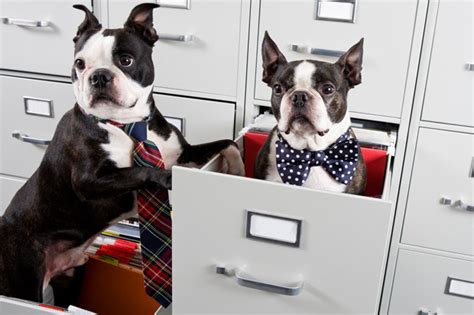 You can restrict your search by adding a country, a specialized url or another message: Take your Dog to Work Day - June 23 | Australian Dog Lover