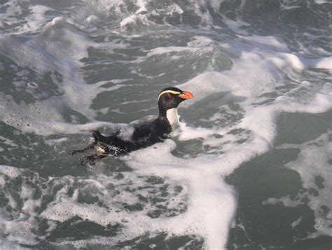 Fiordland Crested Penguin Tawaki New Zealand Birds Online