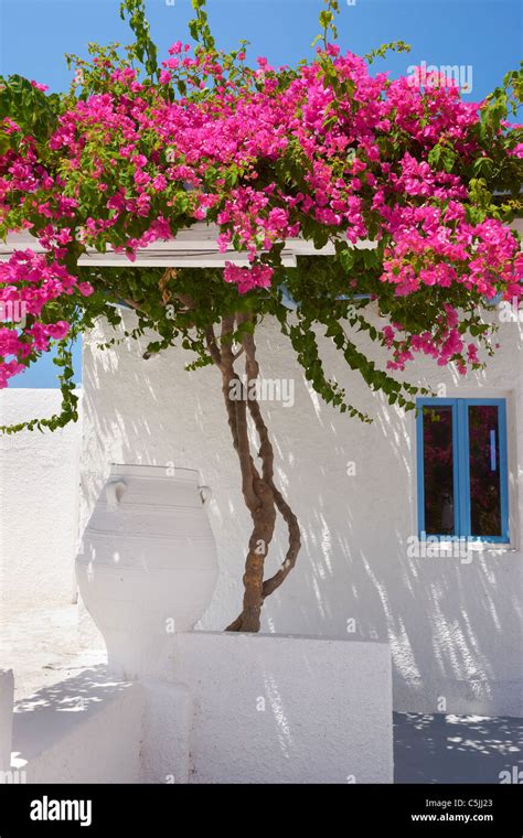 Fira White House With Blooming Bougainvillea Flowers Santorini