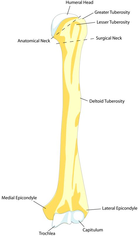 A Humerus The Upper Arm Medicine Libretexts