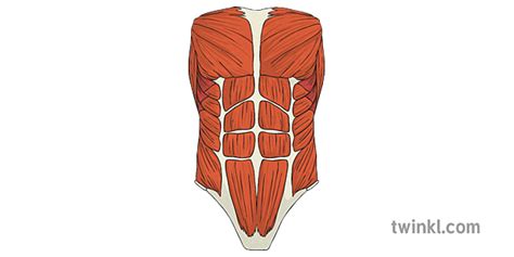 Abdominais Músculos Corpo Humano Anatomia Ciência Ks2 Illustration Twinkl
