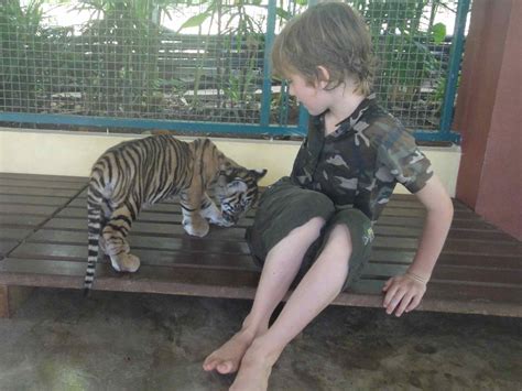 A Tiger Petting Zoo We Stroke Tigers And Cubs In Thailand