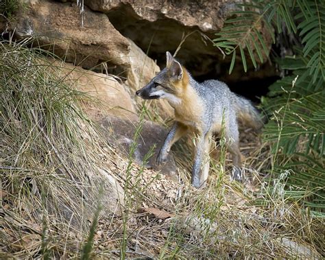 Juvenile Gray Fox On The Bluff Line Ii By Michael Dougherty