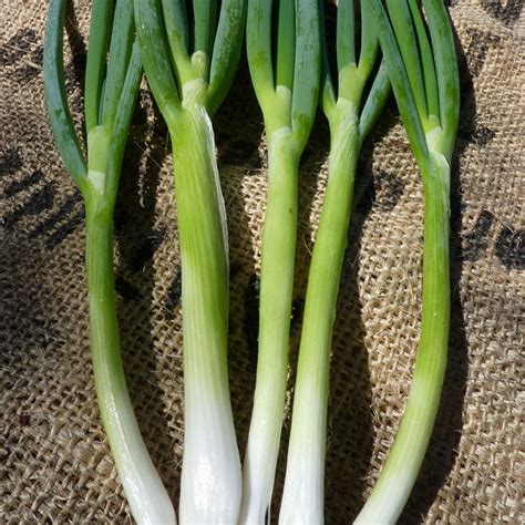 Evergreen White Bunching Nebuka Onions 1 G ~300 Seeds Heirloom
