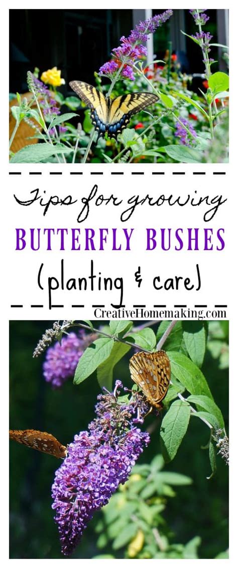 Planting And Care For Buddleia Butterfly Bush Creative