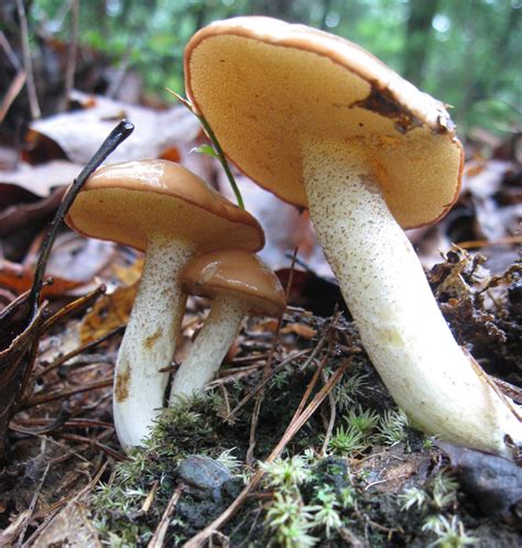 Georgia Mushrooms Mushroom Hunting And Identification Shroomery