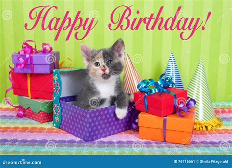 Calico Kitten In Birthday Boxes Stock Image Image Of Boxes Party
