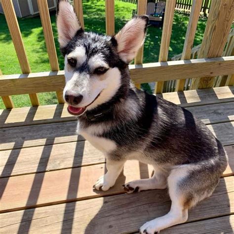 35 Of The Best Husky Mixes You Need To Meet K9 Web