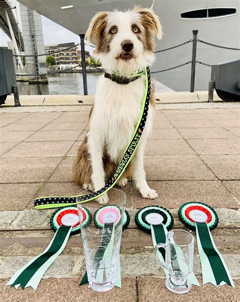 Julie Ann On Twitter Wow We Did It 😊😊1st Place Over All In Crufts