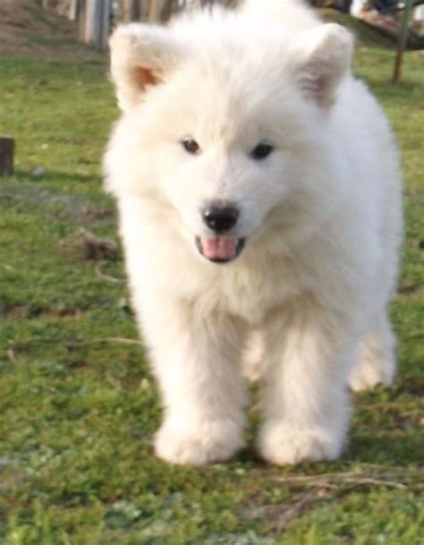 Alaskan Malamute Fluffy Samoyed Husky Mix Pets Lovers