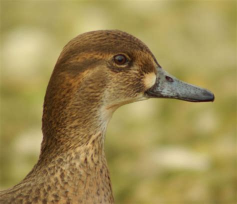 Focus On Identifying Female Green Winged And Baikal Teal Birdguides