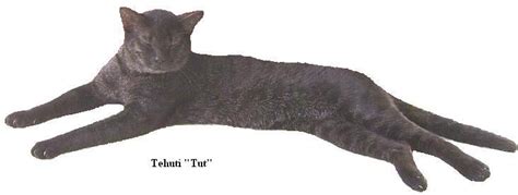 Tut Is A Black Grizzled Chausie Male Chausie Cat Male Cats