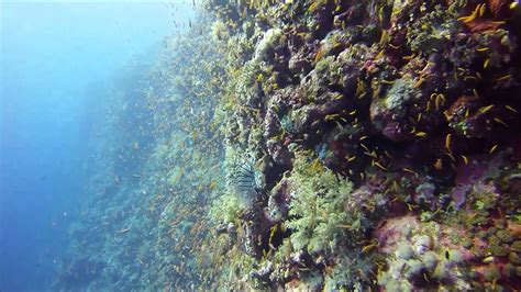 Diving The Elphinstone Reef Southern Red Sea Egypt Youtube