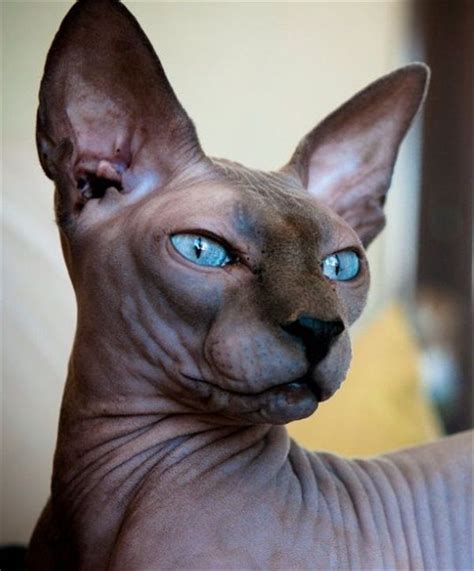 sphynx hairless cat breed information and photos hairless cat sphynx cat cat breeds