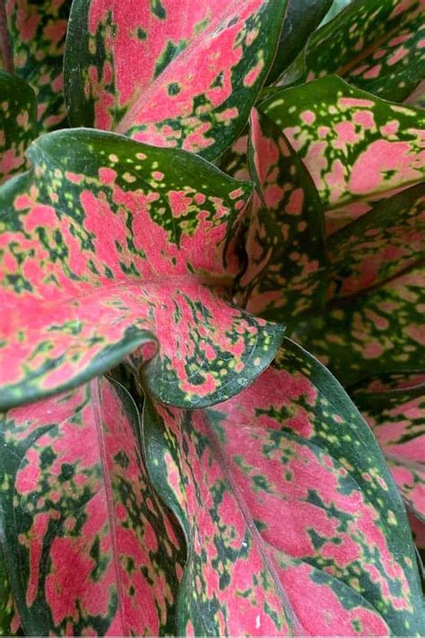 Aglaonema Care Guide A Low Maintenance House Plant Growfully