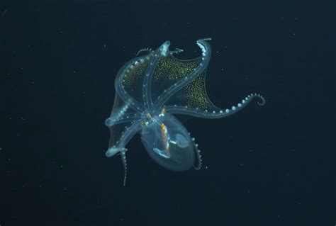 Rare Glass Octopus Spotted In The Pacific Ocean By Marine Researches