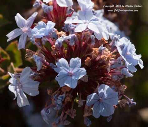 Vivid, blue ceanothus (california lilac) flower growing on a sunny spring day. Pin by California Gardens on Blue Flowers | California ...
