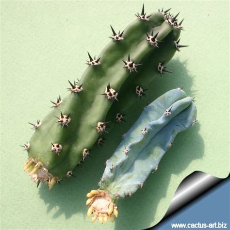 This kind of cactus tends to. Stem cutting