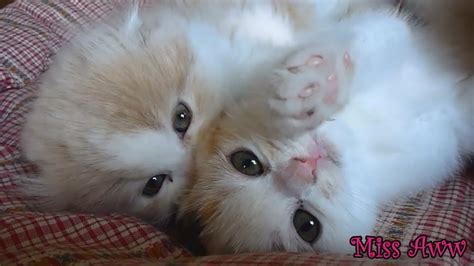 Three Fluffy Kittens Playing Together Too Cute Youtube