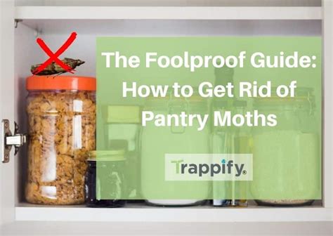 The Foolproof Guide How To Get Rid Of Pantry Moths Trappify