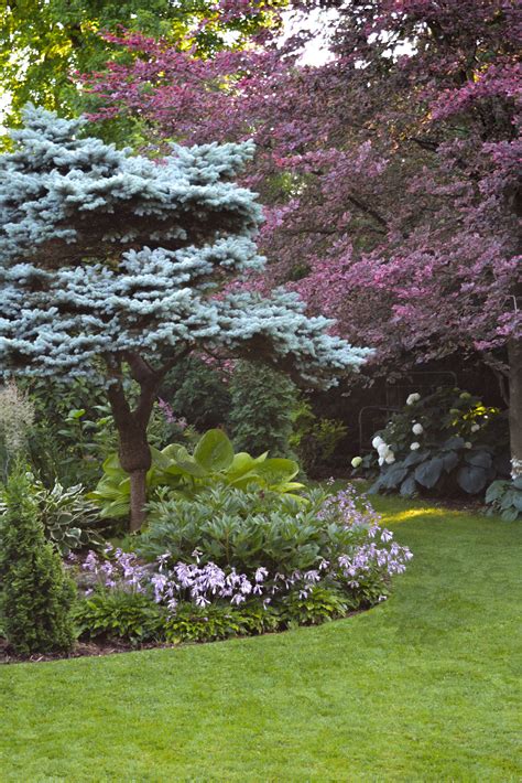 Landscaping Ideas With Blue Spruce Trees Spruce Bakeri Blue