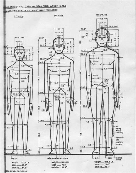 Best Anthropometry Images On Pinterest Anatomy Human Dimension