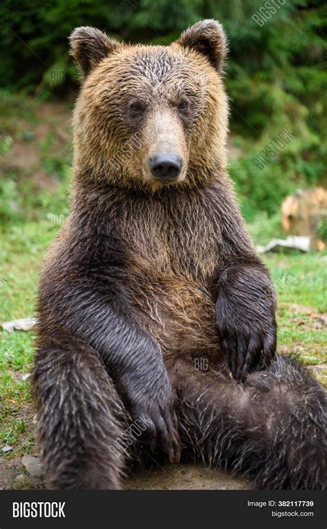Brown Bear Sitting Image And Photo Free Trial Bigstock