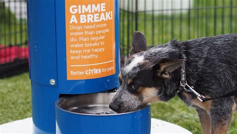 If a dog has lost their owner, or a fellow pet, they'll be heartbroken. Sample Language for Pet Hydration Stations - Better Cities For Pets