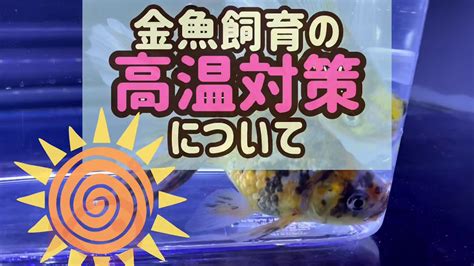 294,200 likes · 52,303 talking about this. 【金魚の暑さ対策①】夏場の暑さ対策とは？金魚が嫌がる水温 ...