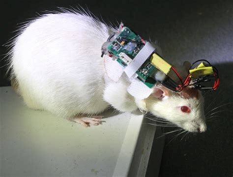 Watch A Cyborg Rat Could Point The Way To A Post Ai Future — Quartz