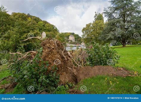 Uprooted Trees Lying In Water Soil Erosion Stock Photo Cartoondealer