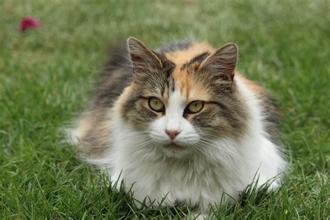 Fotos Gratis Césped Animal Mascota Gatito Gato Felino Descanso