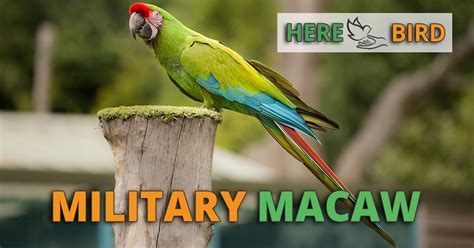 Military Macaw Care Prices Personality Lifespan And Other Facts