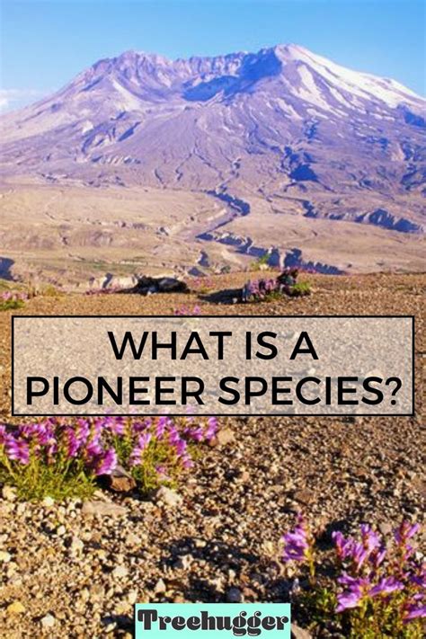 What Is A Pioneer Species Definition And Examples Species