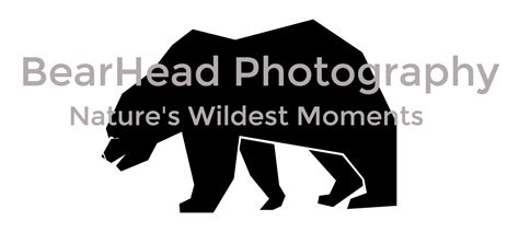 BearHead Photography | Nature photography, Blog photography, Photography