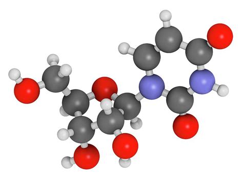 Uridine Nucleoside Molecule Photograph By Molekuul