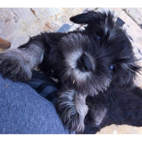 Find local miniature schnauzer puppies for sale and dogs for adoption near you. AKC registered mini schnauzer puppies in CA in Fresno, California - Puppies for Sale Near Me